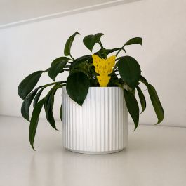 Provak Insektfælde til planter - 10 stk.