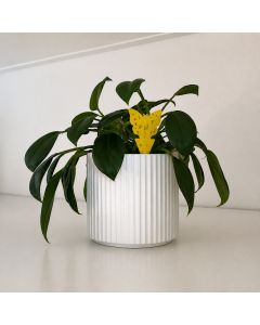 Provak Insektfælde til planter - 10 stk.